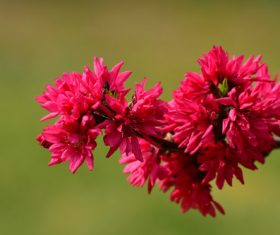 Beautiful chrysanthemum peach Stock Photo 06