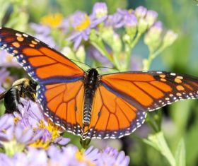 Beautiful flower butterfly Stock Photo 01