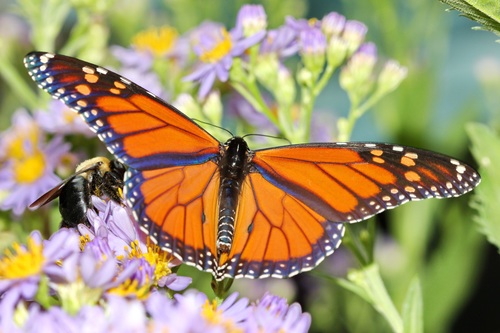 Beautiful flower butterfly Stock Photo 01