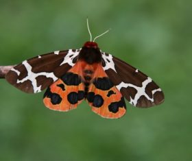 Beautiful flower butterfly Stock Photo 02