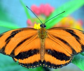 Beautiful flower butterfly Stock Photo 03