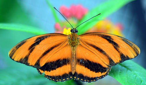 Beautiful flower butterfly Stock Photo 03