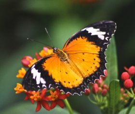 Beautiful flower butterfly Stock Photo 04