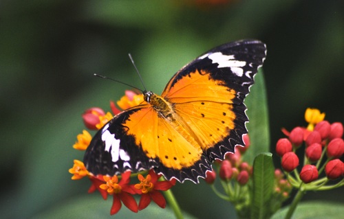 Beautiful flower butterfly Stock Photo 04