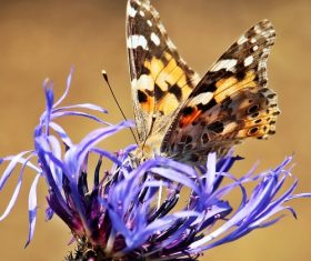 Beautiful flower butterfly Stock Photo 05