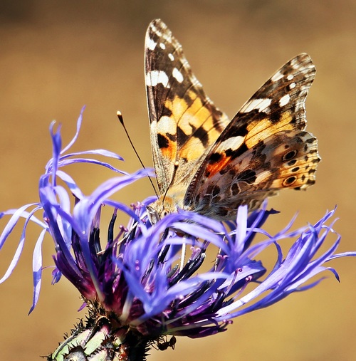 Beautiful flower butterfly Stock Photo 05