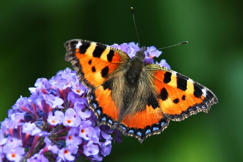 Beautiful flower butterfly Stock Photo 06