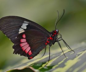 Beautiful flower butterfly Stock Photo 07