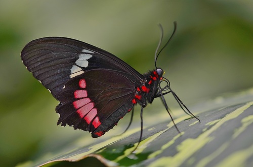Beautiful flower butterfly Stock Photo 07