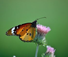 Beautiful flower butterfly Stock Photo 08