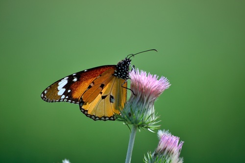 Beautiful flower butterfly Stock Photo 08