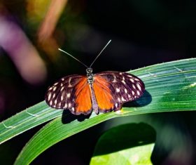 Beautiful flower butterfly Stock Photo 09