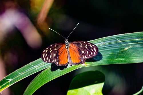Beautiful flower butterfly Stock Photo 09