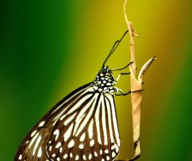 Beautiful flower butterfly Stock Photo 10