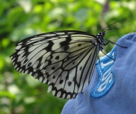 Beautiful flower butterfly Stock Photo 11