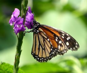 Beautiful flower butterfly Stock Photo 12