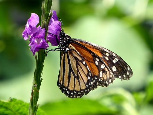 Beautiful flower butterfly Stock Photo 12