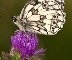 Beautiful swallowtail butterfly Stock Photo