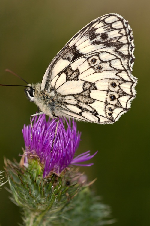 Beautiful swallowtail butterfly Stock Photo