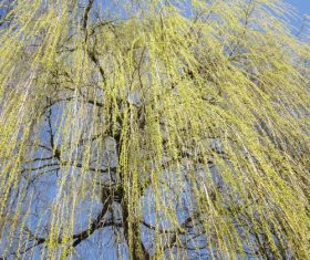 Beautiful weeping willow Stock Photo 01