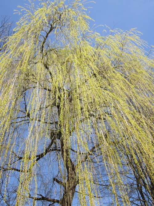 Beautiful weeping willow Stock Photo 01