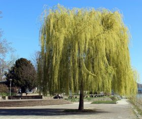 Beautiful weeping willow Stock Photo 02
