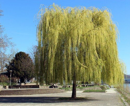 Beautiful weeping willow Stock Photo 02