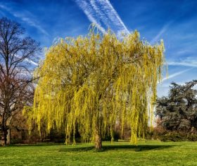 Beautiful weeping willow Stock Photo 03