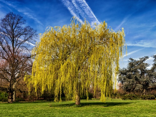 Beautiful weeping willow Stock Photo 03