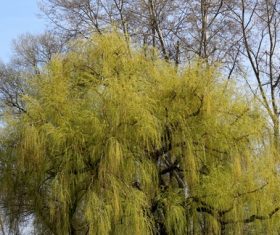Beautiful weeping willow Stock Photo 04