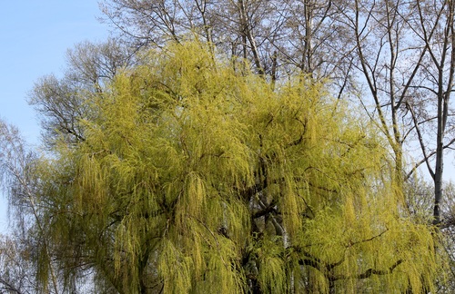 Beautiful weeping willow Stock Photo 04