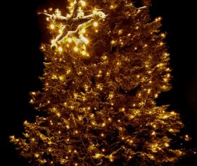 Beautifully decorated Christmas tree Stock Photo 14