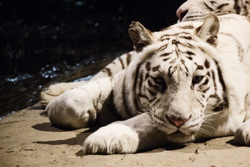 Bengal White Tiger Stock Photo 01
