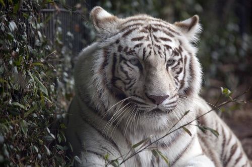 Bengal White Tiger Stock Photo 02