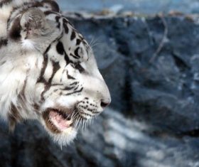 Bengal White Tiger Stock Photo 03