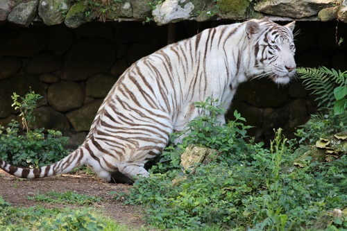Bengal White Tiger Stock Photo 06