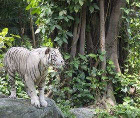 Bengal White Tiger Stock Photo 07
