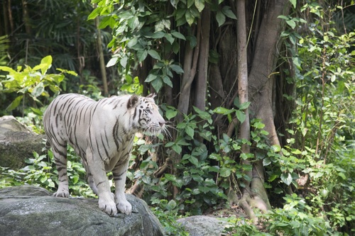 Bengal White Tiger Stock Photo 07
