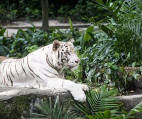 Bengal White Tiger Stock Photo 08