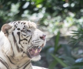 Bengal White Tiger Stock Photo 09