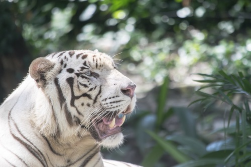 Bengal White Tiger Stock Photo 09
