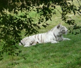 Bengal White Tiger Stock Photo 10