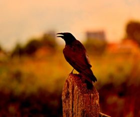Black crow on the stump Stock Photo