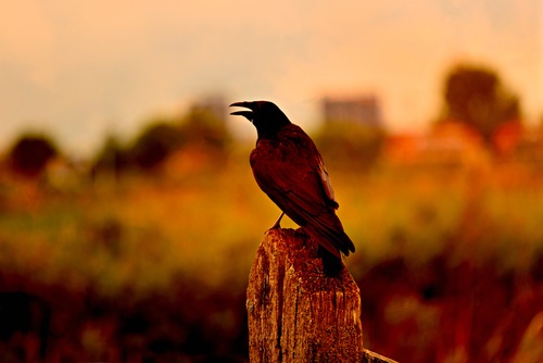 Black crow on the stump Stock Photo