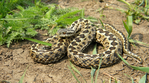 Black spot viper snake Stock Photo 03