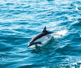 Blue sea jumping dolphin Stock Photo