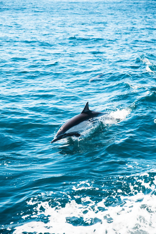 Blue sea jumping dolphin Stock Photo
