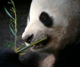Chinese giant panda casual eating bamboo Stock Photo 01