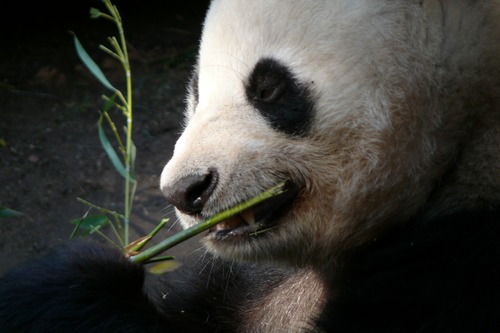 Chinese giant panda casual eating bamboo Stock Photo 01