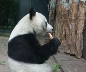Chinese giant panda casual eating bamboo Stock Photo 02
